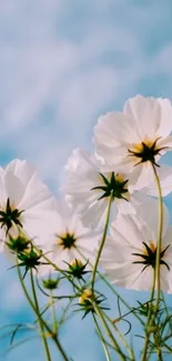 White flowers against a blue sky background.