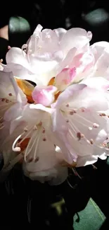 Close-up of a white and pink flower with green leaves on a dark background.