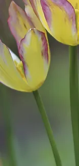 Close-up of vibrant yellow and pink tulips with a green background.