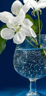 White flowers in a glass vase against a rich blue background.