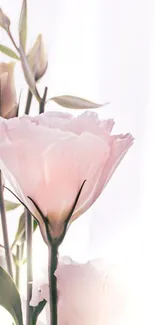 Elegant soft pink flowers with greenery on a mobile wallpaper.