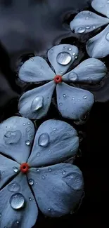 Blue flowers with water droplets on a dark background.