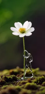Delicate white flower with glass sculpture on moss.