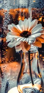 Daisy in glass vase with raindrop backdrop.