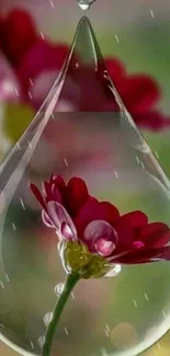 Red flower encapsulated in a water droplet with blurred background.