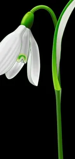 Elegant white flower on a black background mobile wallpaper.