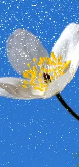 White flower against clear blue sky, dotted with subtle speckles.