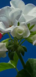 Elegant mobile wallpaper with white and red flowers on a blue background.