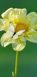 Yellow flower with white butterfly mobile wallpaper.