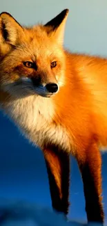 A majestic fox standing in the wild with vibrant orange fur and a serene background.