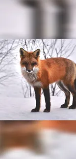 Red fox standing in snowy winter landscape.