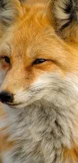 Close-up portrait of an elegant orange fox with a natural background.