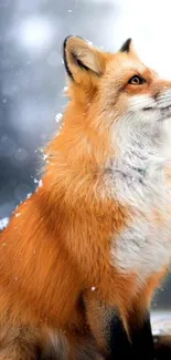 Majestic red fox sitting in snowy landscape mobile wallpaper.