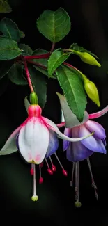 Fuchsia flowers with green leaves on a dark green background.