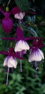 Mobile wallpaper featuring elegant fuchsia flowers and lush green leaves.