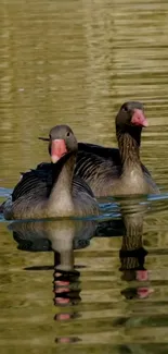 Two geese gracefully swimming on calm lake surface.