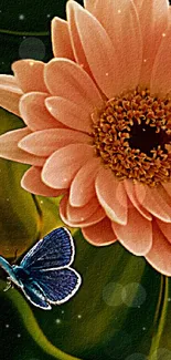 Gerbera daisy with blue butterfly on green background.