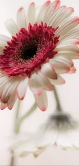 Soft pink Gerbera flower with blurred background.