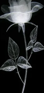 Ghostly white rose on a black background, creating elegant contrast.