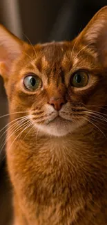 Wallpaper of a captivating Abyssinian cat portrait with golden brown fur.