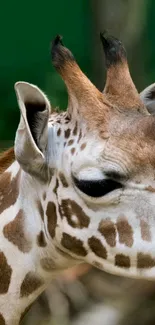 Close-up of a giraffe with natural background on mobile wallpaper.