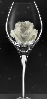 Elegant mobile wallpaper featuring a white rose in a glass goblet.