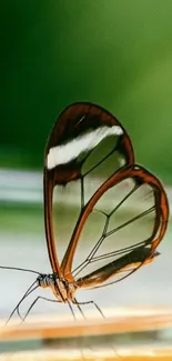 Glasswing butterfly with transparent wings against a soft green background.