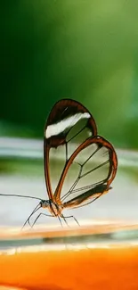 Glasswing butterfly with transparent wings on a green and orange background.