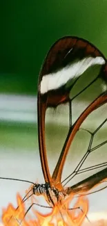 Glasswing butterfly with fiery accents on a green background.