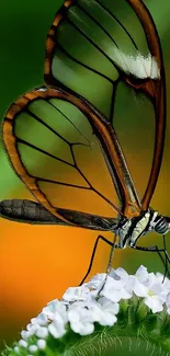 Glasswing butterfly with transparent wings on a vibrant flower.