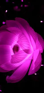 Glowing purple flower on a dark background.