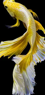 Graceful golden betta fish on black background wallpaper.