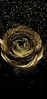 Golden rose with a black background.