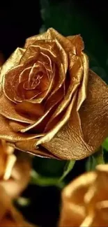 Golden rose with a metallic sheen on a dark background.