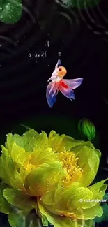 Graceful goldfish above a yellow peony on dark background.