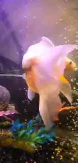 Graceful goldfish swimming in bubbling aquarium.