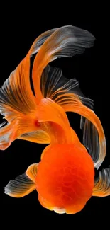 Elegant goldfish with flowing fins on a black background.