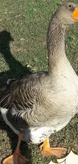 Graceful goose standing on sunlit grass.