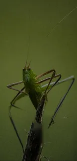 Close-up of grasshopper on a green background, perfect for mobile wallpaper.