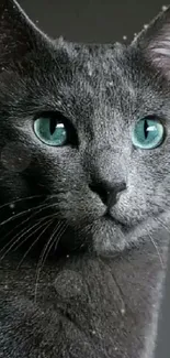 Close-up of an elegant gray cat with green eyes, perfect mobile wallpaper.