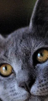 Gray cat with amber eyes on a dark background wallpaper.