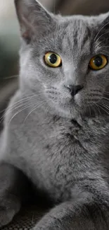 Gray cat with yellow eyes resting on a sofa in a cozy setting.