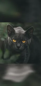 Elegant gray cat with orange eyes in lush greenery.