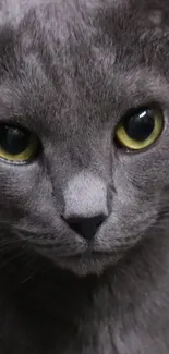 Close-up of an elegant gray cat with striking yellow eyes.