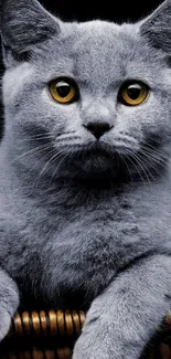 Gray cat with golden eyes on dark background, elegant mobile wallpaper.