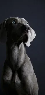 Gray dog with light eyes on a dark background.