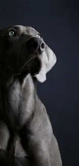 Elegant gray dog with piercing blue eyes, dark background.