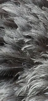 Gray feather texture wallpaper for mobile devices.