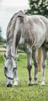 Gray horse grazing in a lush green field, perfect for a serene mobile wallpaper.