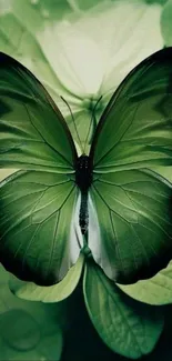 Vibrant green butterfly poised on lush leaves.